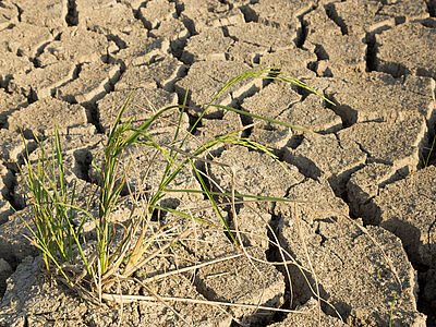 Siccità: come combatterla? La soluzione degli esperti