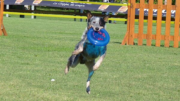 Pavimento in gomma per aree Agility Dog